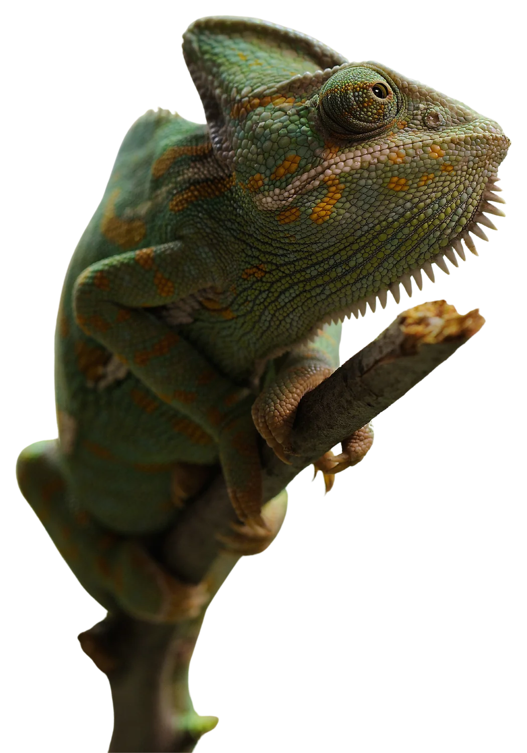 Hameleons uz zara, skatās sāņus, bez fona